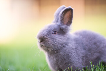 Cute grey fluffy rabbit sitting on grass backyard.