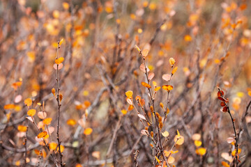 Colorful and tiny Dwarf birch, Betula nana leaves during autumn foliage in Northern Finland. 