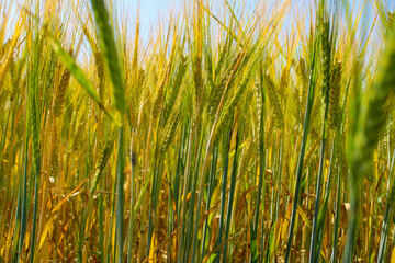 Obraz premium field of wheat