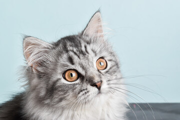 Grey striped cat. World Pet Day.