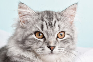 Grey striped cat. World Pet Day. copy space
