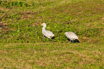 Detail of an egret in the field 
