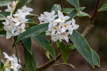 Unusual pure white Daphne bholua Hazel Edwards in flower in winter