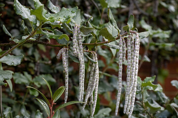 Garrya elliptica James Roof climbing up a wall