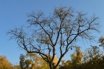 tree and sky