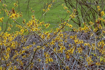 Hamamelis mollis Jermyns Gold shrub in flower in winter