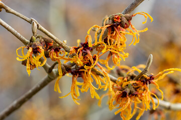 Unusual pale orange flowers of Hamamelis x intermedia Vesna