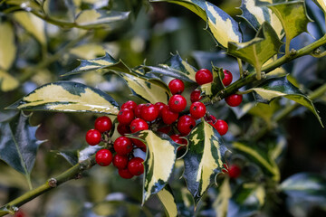 Bright red lex aquifoloium Northern Lights berries in winter 