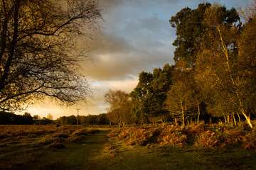 Fototapeta na wymiar Lovely Morning in Forest...