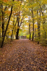 Obraz premium autumn in the park