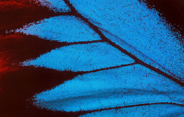 Wing of a butterfly Ulysses. Wing of a butterfly texture background. Close up