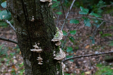 Mushrooms that grow on the trunk of a tree