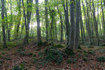 Fototapeta premium Lush beech forest in autumn