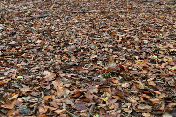 Dry leaves on the forest floor