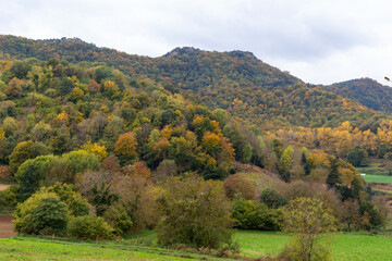 Fototapeta na wymiar Lush beech forest in autumn