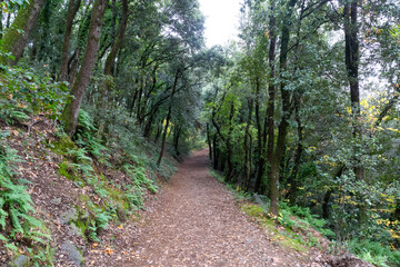 Lush beech forest in autumn