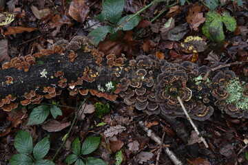 mushrooms in autumn 