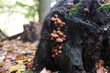 mushrooms in autumn 