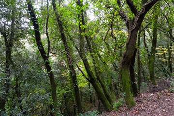 Fototapeta na wymiar Lush beech forest in autumn