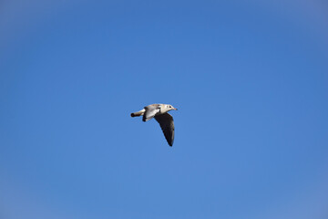 Flying seagull in a bright blue sky without clouds. Bird in the center of the frame