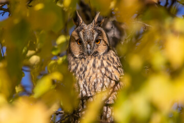 Long-eared Owl (Asio otus) perched among yellow leaves on tree branch