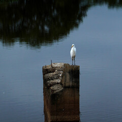 seagull on the pier