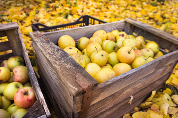 A rich harvest of apples, which were harvested in autumn. The apple harvest boxes lie on the fallen leaves. The golden autumn is rich in the harvest of juicy and tasty apples.