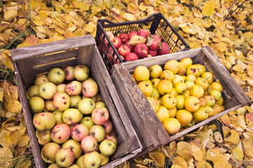 A rich harvest of apples, which were harvested in autumn. The apple harvest boxes lie on the fallen leaves. The golden autumn is rich in the harvest of juicy and tasty apples.