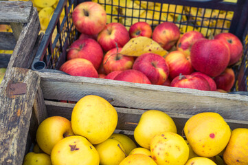 A rich harvest of apples, which were harvested in autumn. The apple harvest boxes lie on the fallen leaves. The golden autumn is rich in the harvest of juicy and tasty apples.