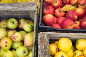 A rich harvest of apples, which were harvested in autumn. The apple harvest boxes lie on the fallen leaves. The golden autumn is rich in the harvest of juicy and tasty apples.