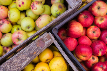 A rich harvest of apples, which were harvested in autumn. The apple harvest boxes lie on the fallen leaves. The golden autumn is rich in the harvest of juicy and tasty apples.