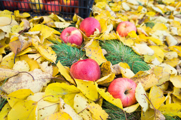 Naklejka na ściany i meble Harvest of large, juicy, red apples, which lie in a storage box against a background of fallen yellow leaves in the garden.