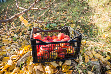 Harvest of large, juicy, red apples, which lie in a storage box against a background of fallen yellow leaves in the garden.