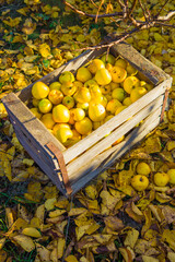 Harvest of large juicy yellow apples that lie in a storage box against the backdrop of fallen yellow leaves in the garden.