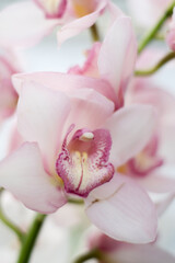 pink orchid flower closeup