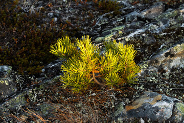 Lonely small Scotch pine during an autumn evening in Urho Kekkonen National Park, Northern Finland.