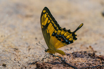 An Amazonian butterfly replenishing its salt (Papilio Rumiko)