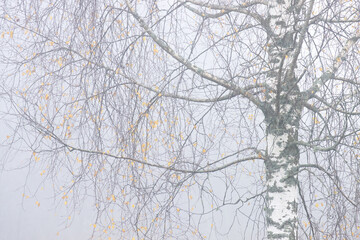 Bare branches of Silver birch on a misty autumn morning in Estonia. 