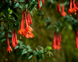 red and yellow flowers