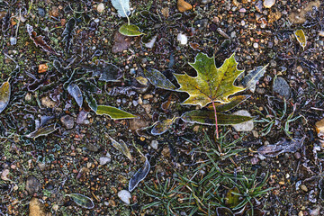 A fallen green maple leaf in hoarfrost lies on the ground and small round stones, around various grass and moss covered with hoarfrost, an interesting background, top view.