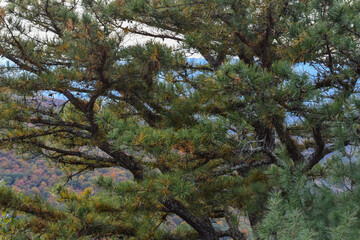 Close-up of an Evergreen Tree, With the Beautiful Green Needles in the Foreground and a Hint of the Colorful Fall Foliage in the Background