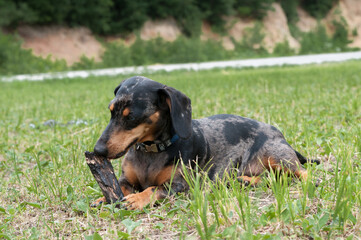 spotted dog dachshund close-up in the forest