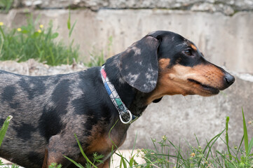 spotted dog dachshund close-up in the forest