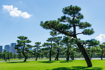 皇居前の緑の芝生と松と青空