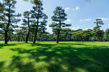 皇居前の緑の芝生と松と青空