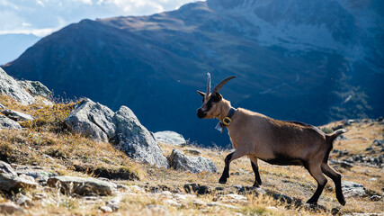 Ziege auf Berg in den Dolomiten