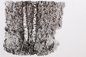 Illustration - two birches. The birch grove is drawn by a liner