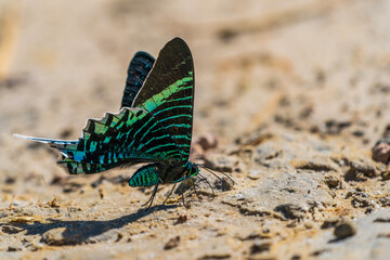 An Amazonian butterfly replenishing its salt (Urania leilus)