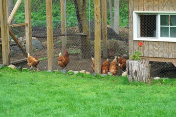 Fotobehang close up on chicken in side coop in back yard  © nd700