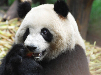  close up on giant panda eating bamboo shoots